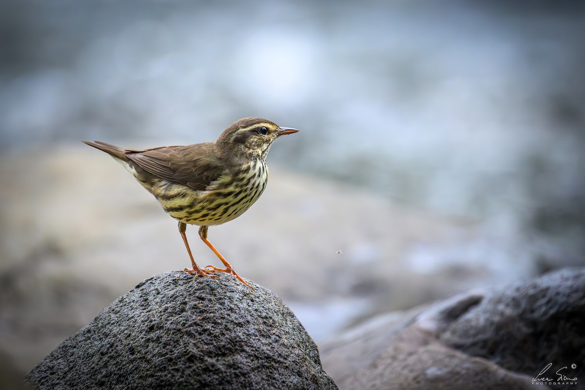 Northern Waterthrush - ML645106328