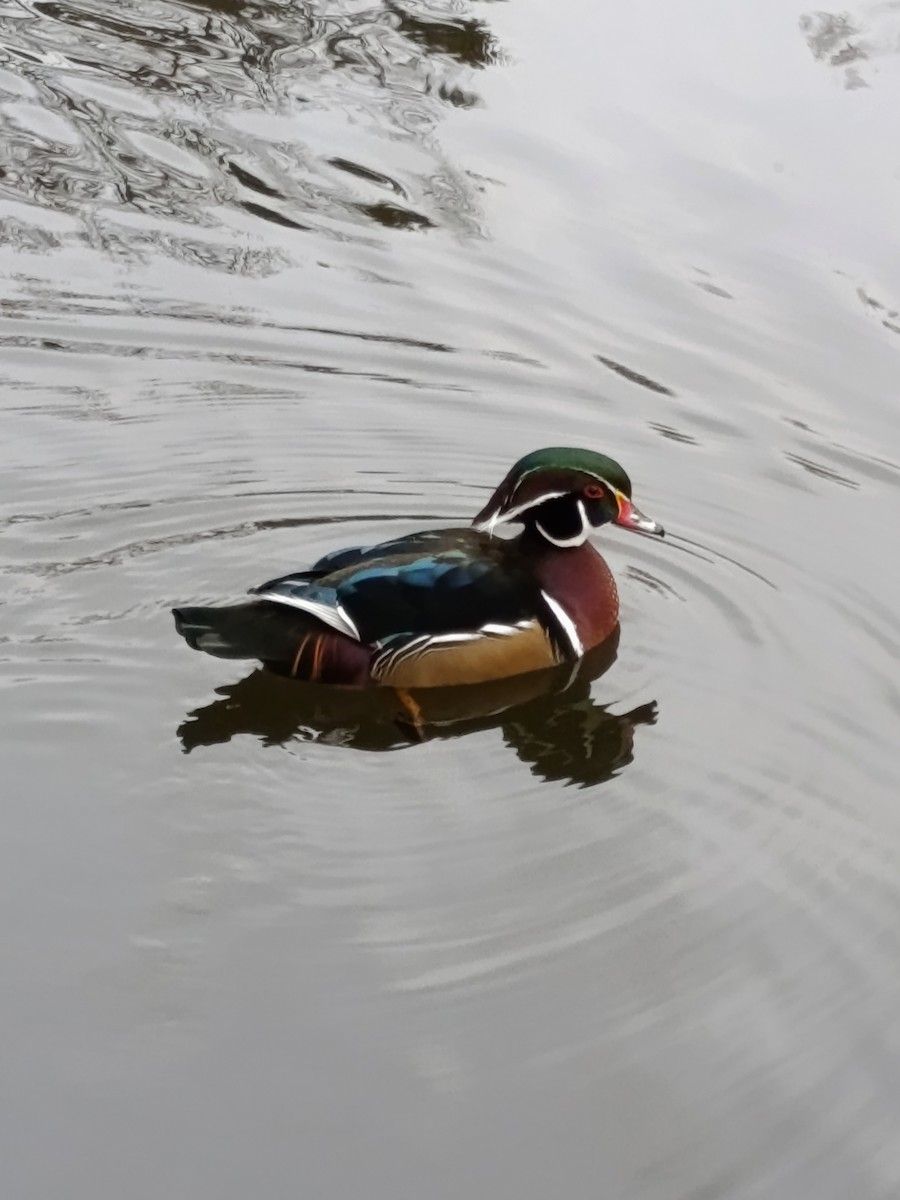 Wood Duck - ML645106330