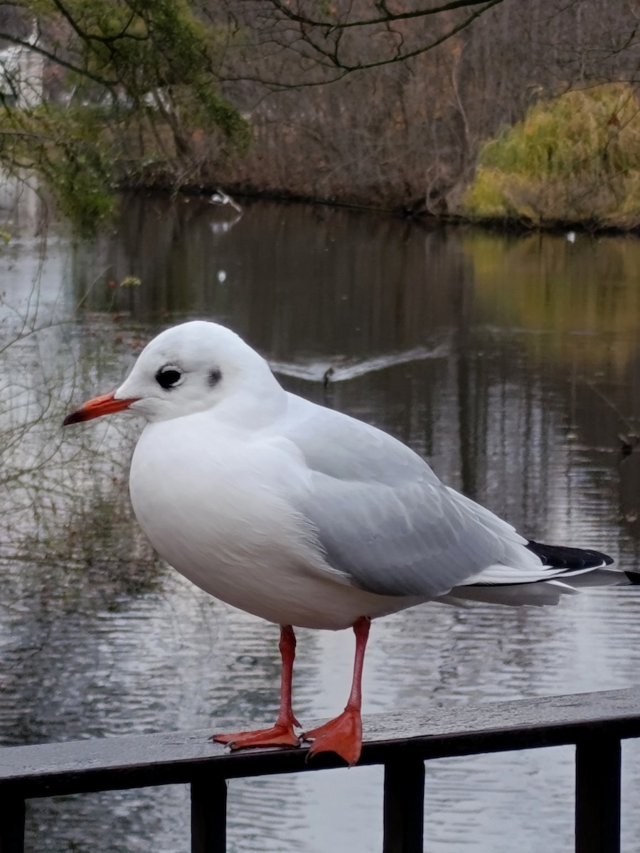 Black-headed Gull - ML645106335
