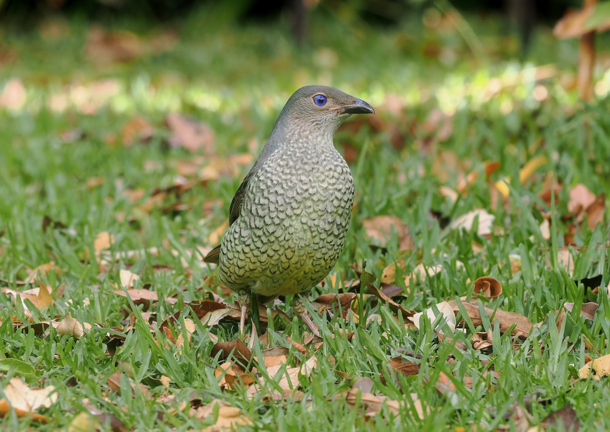 Satin Bowerbird - ML645106337