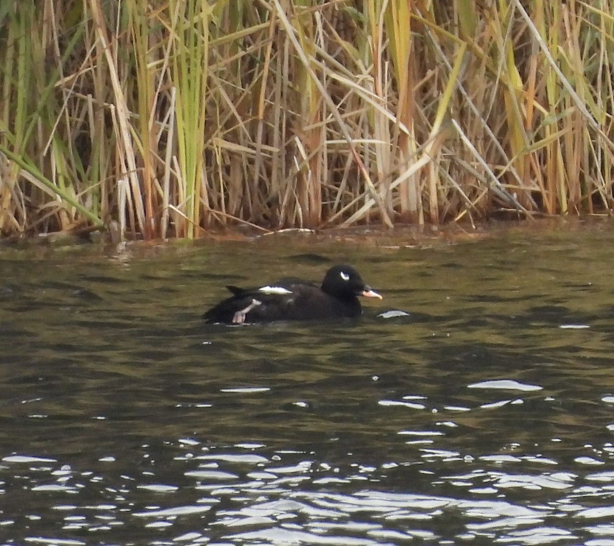 Ak Kanatlı Kadife Ördek - ML645106341