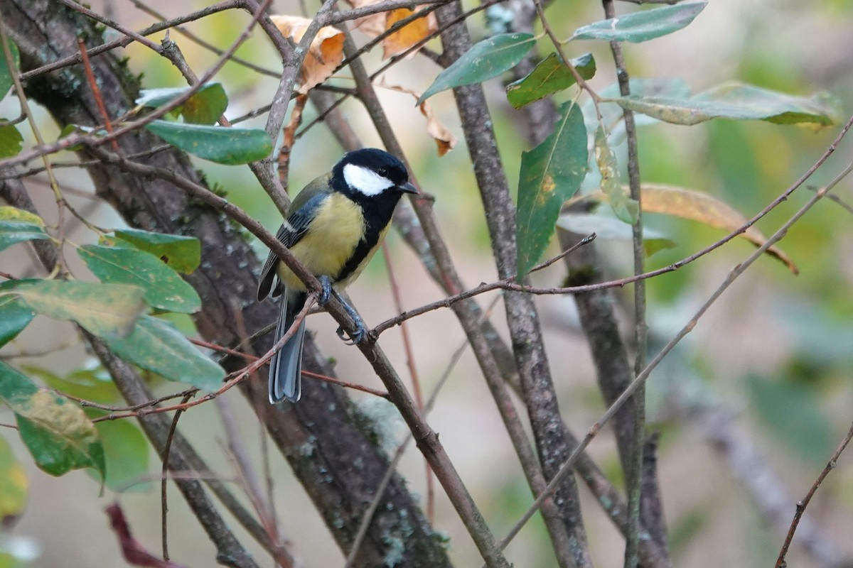 Great Tit - ML645106344