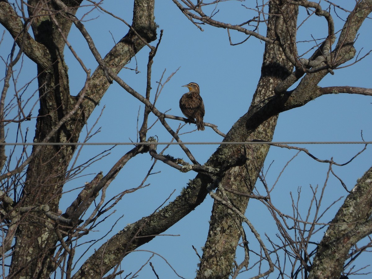 Western Meadowlark - ML645106346