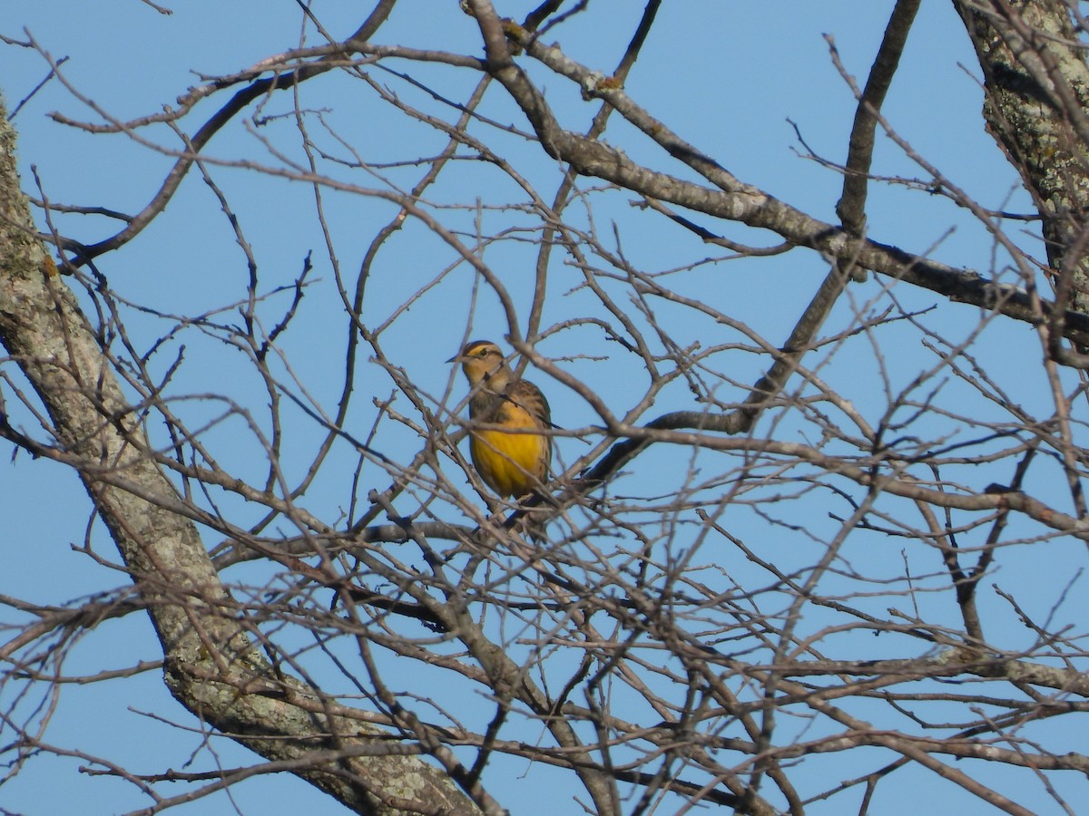 Western Meadowlark - ML645106347