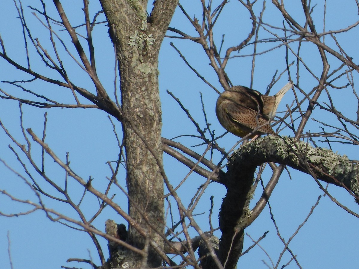 Western Meadowlark - ML645106348