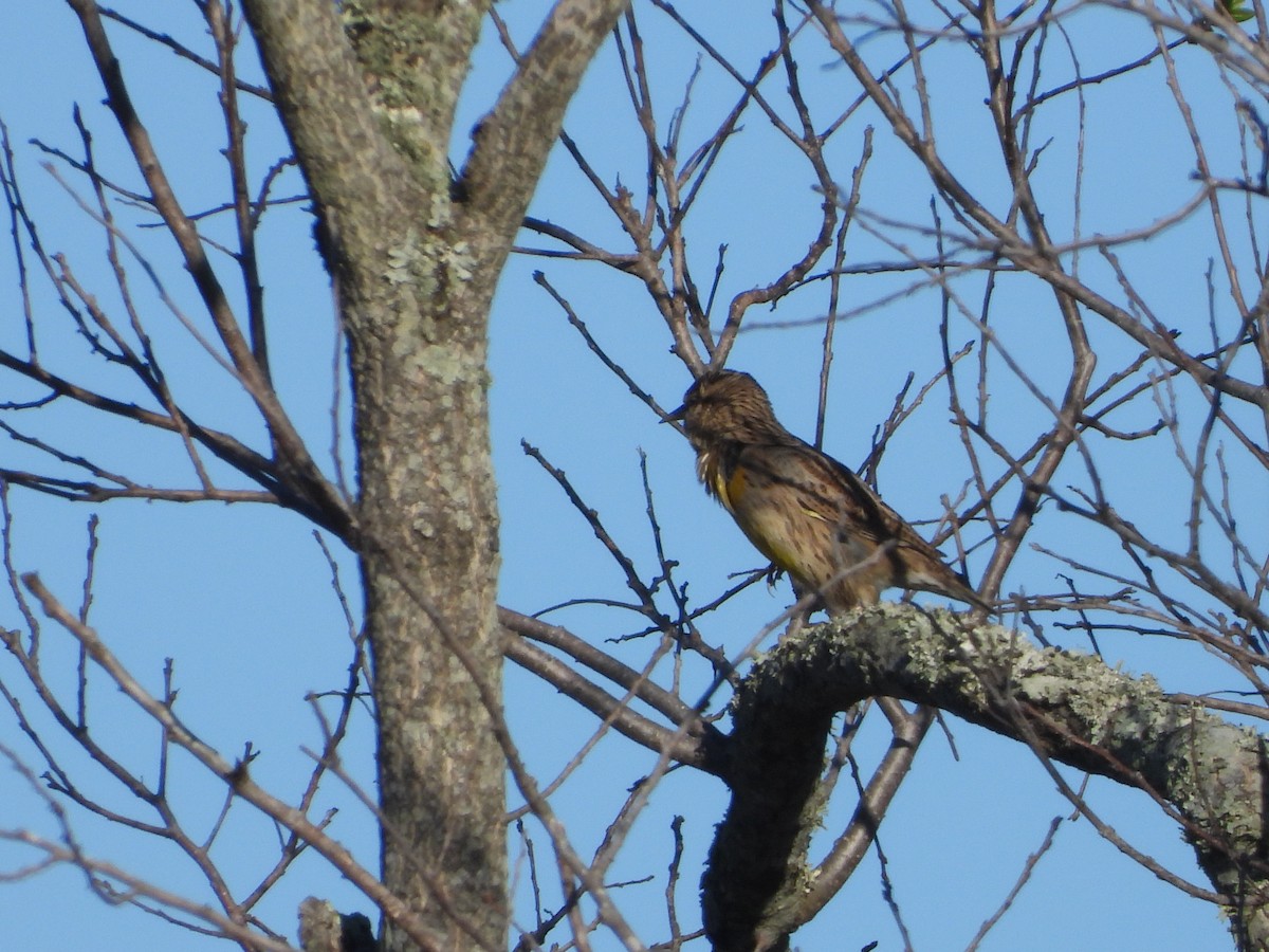 Western Meadowlark - ML645106349