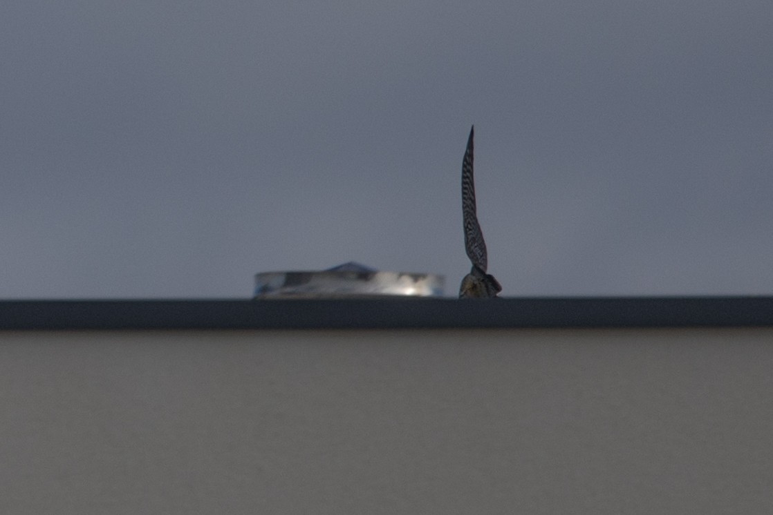 diurnal raptor sp. - ML645106352