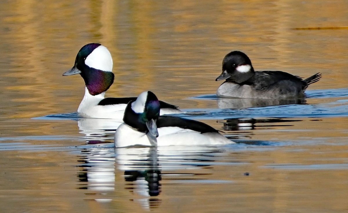 Bufflehead - ML645106355