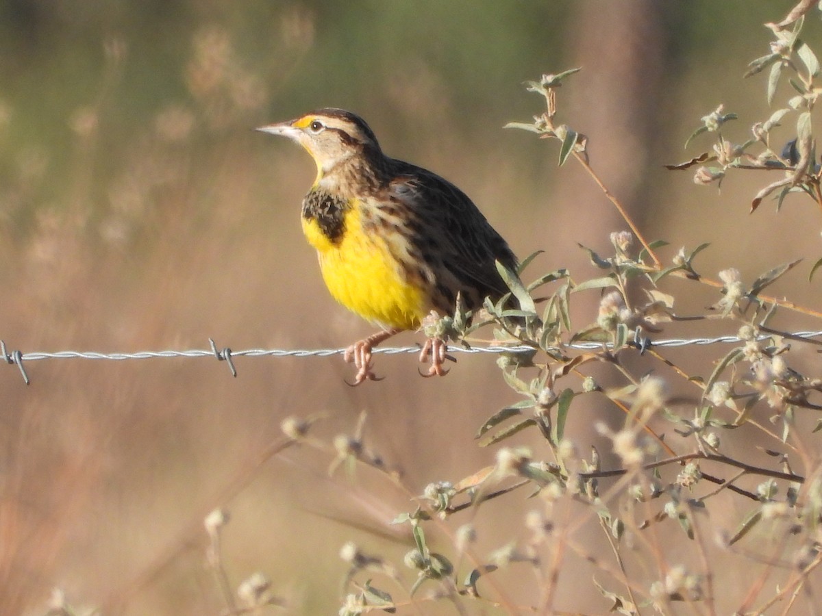 Eastern Meadowlark - ML645106358