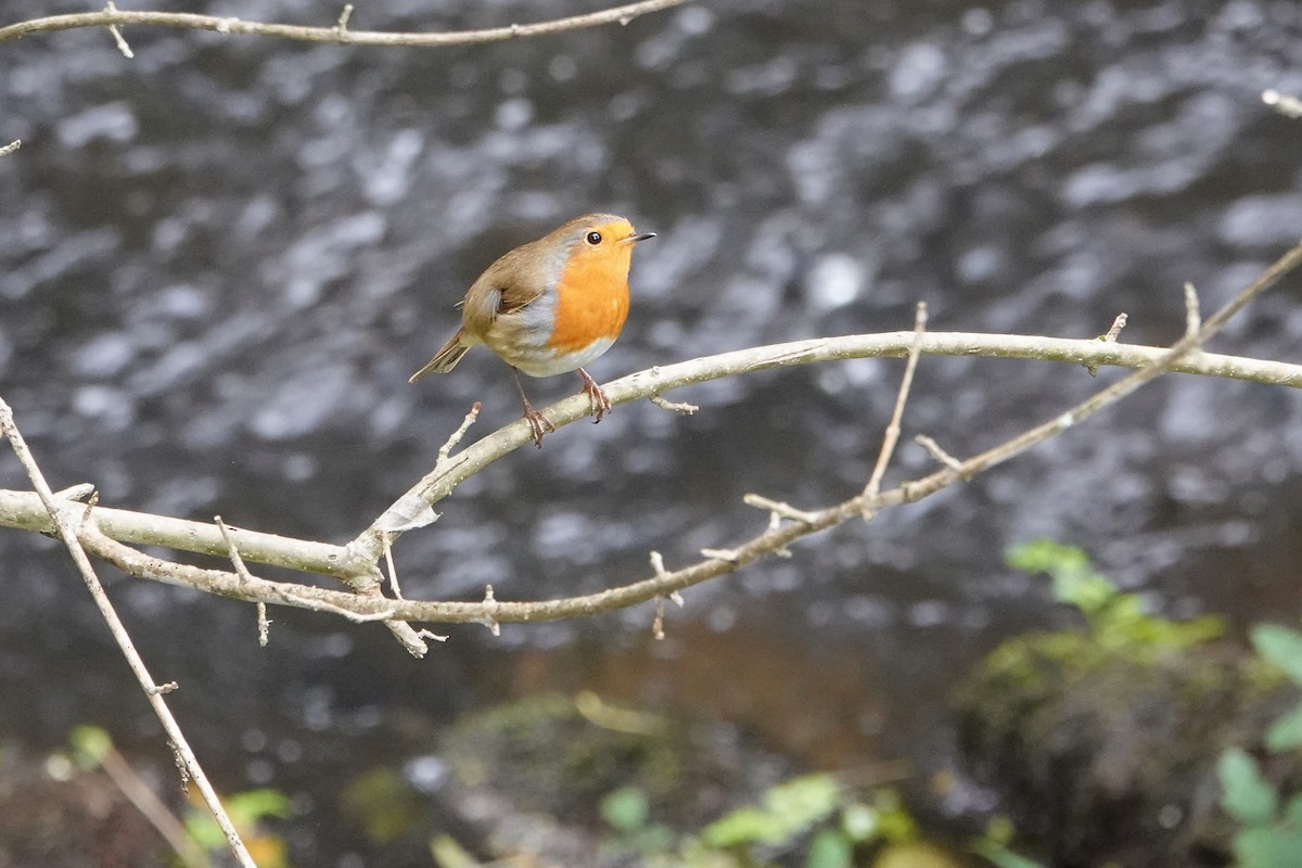 European Robin - ML645106359