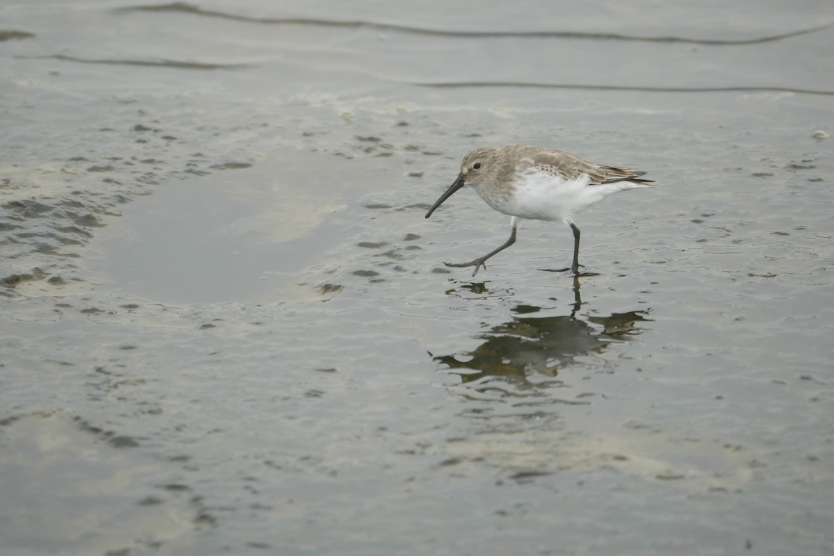 Dunlin - ML645106361