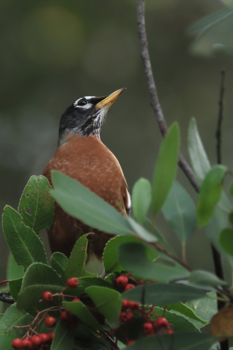 American Robin - ML645106362