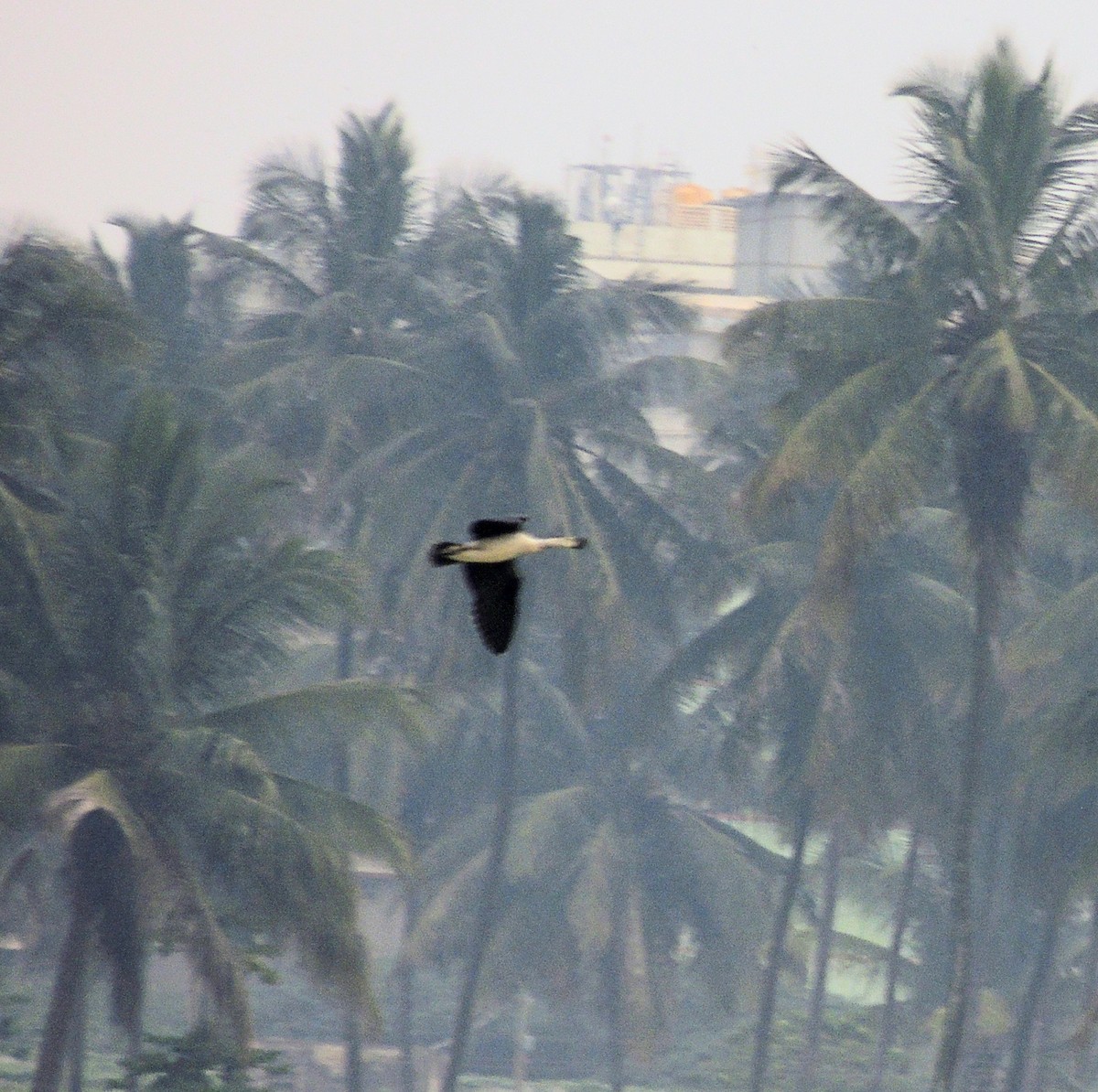 Knob-billed Duck - ML645106363