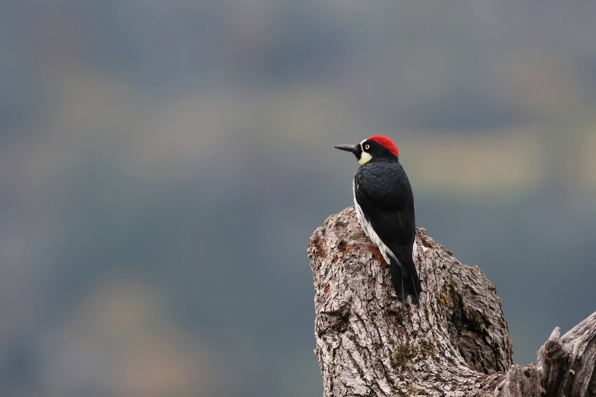 Acorn Woodpecker - ML645106369