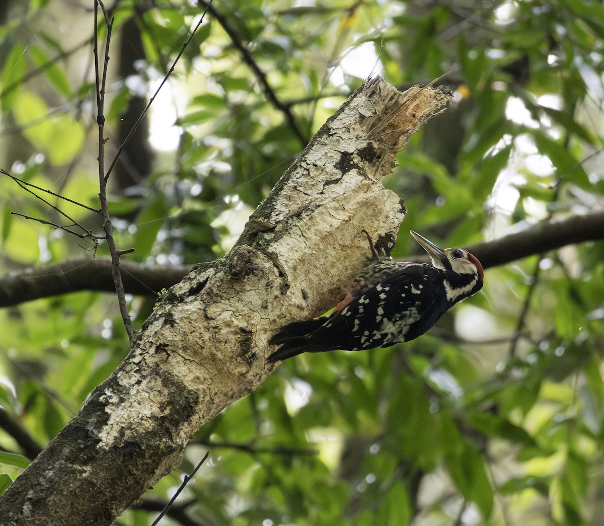 White-backed Woodpecker - ML645106370