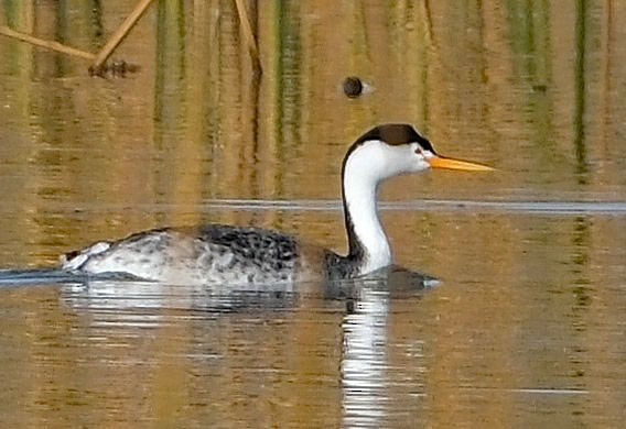 Clark's Grebe - ML645106371