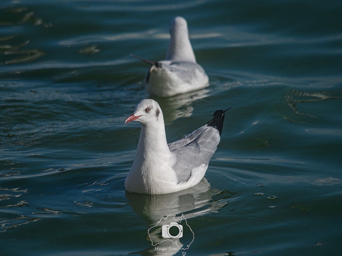 Brown-headed Gull - ML645106375