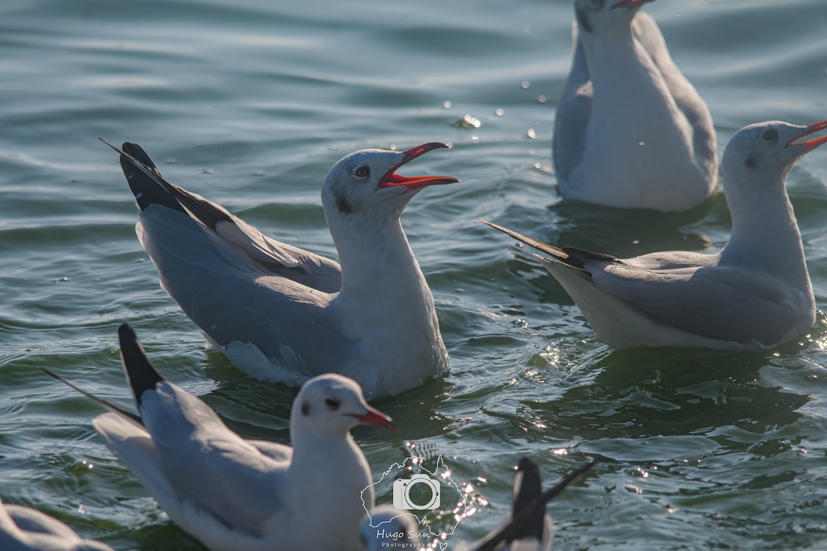 Brown-headed Gull - ML645106376
