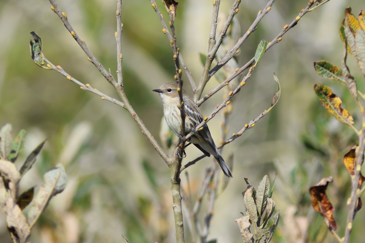 Yellow-rumped Warbler - ML645106378