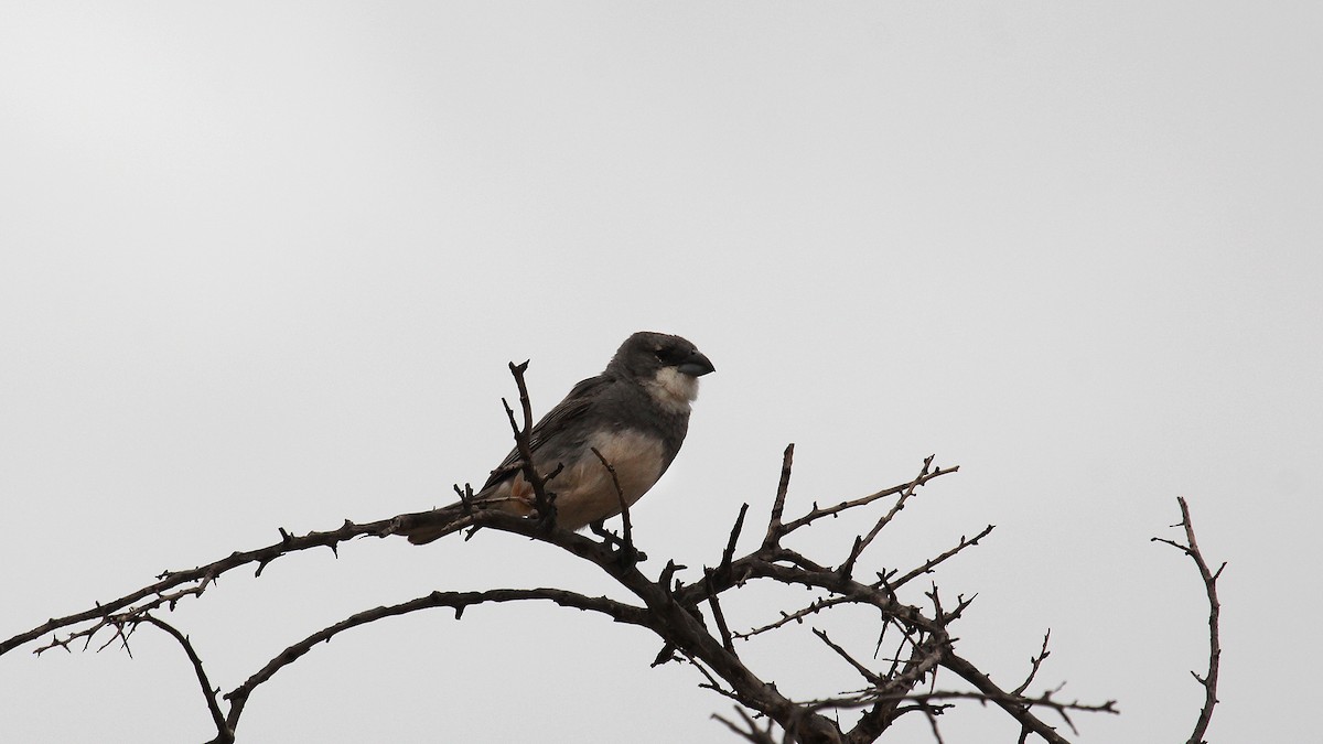 Diuca Finch - ML645106379