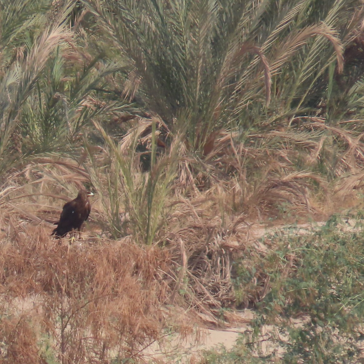Lesser Spotted Eagle - ML645106380