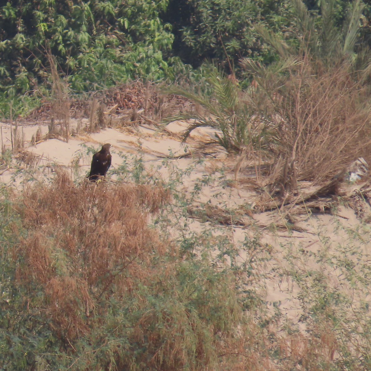 Lesser Spotted Eagle - ML645106381