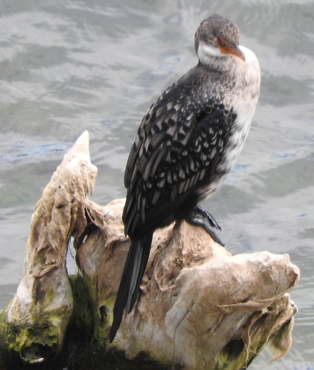 kormorán dlouhoocasý - ML645106382