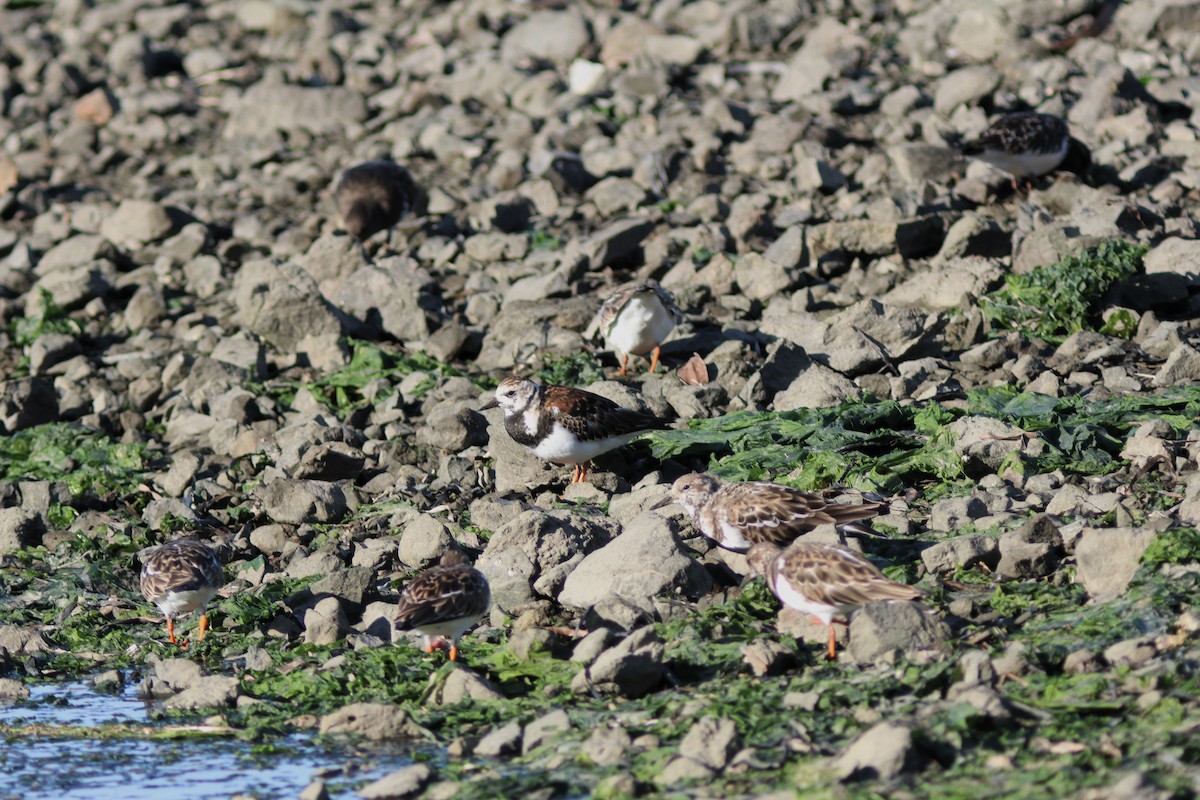 Ruddy Turnstone - ML645106388