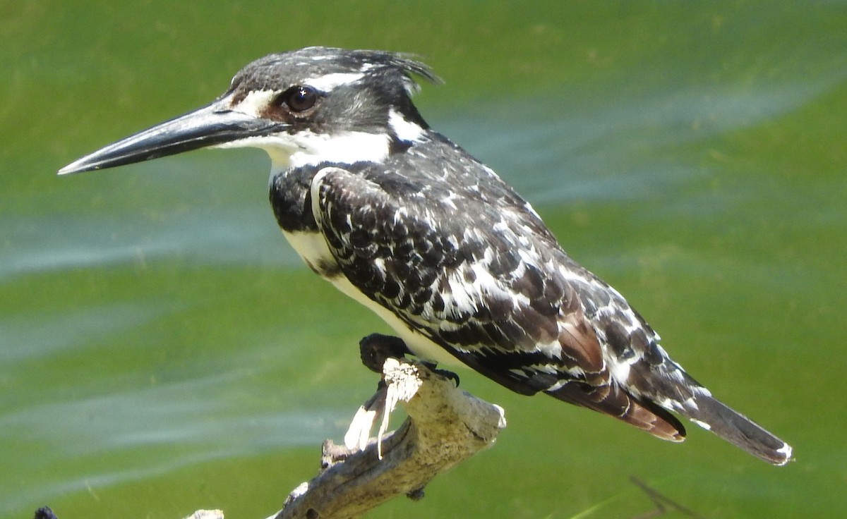 rybařík jižní - ML645106389