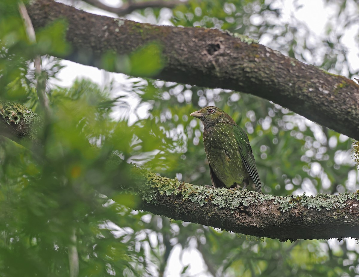 Green Catbird - ML645106392