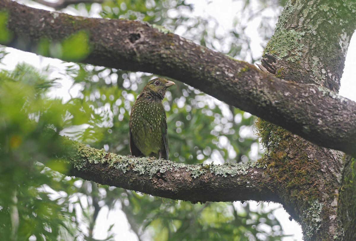 Green Catbird - ML645106393