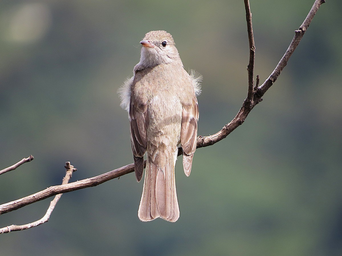 Lesser Elaenia - ML645106395