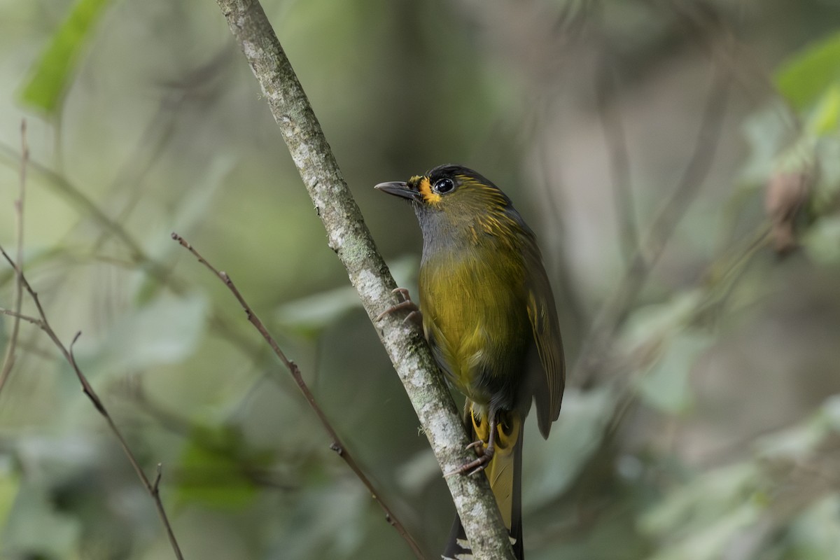 Taiwan Liocichla - ML645106398