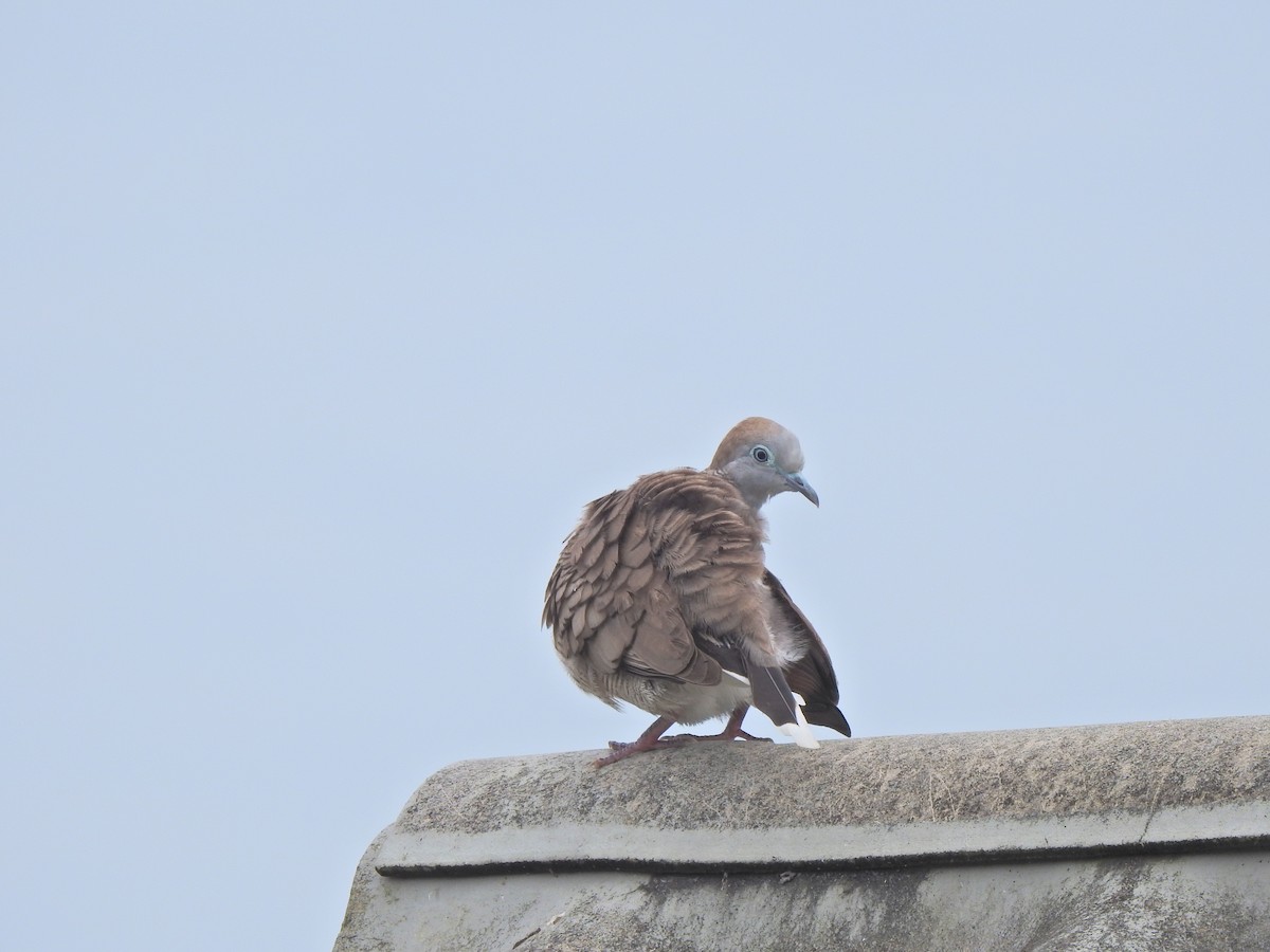 Zebra Dove - ML645106399