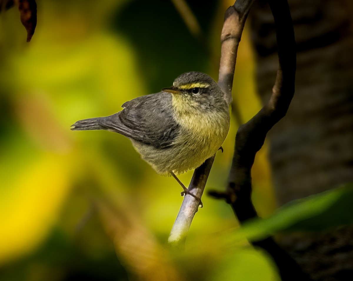 Sulphur-bellied Warbler - ML645106402