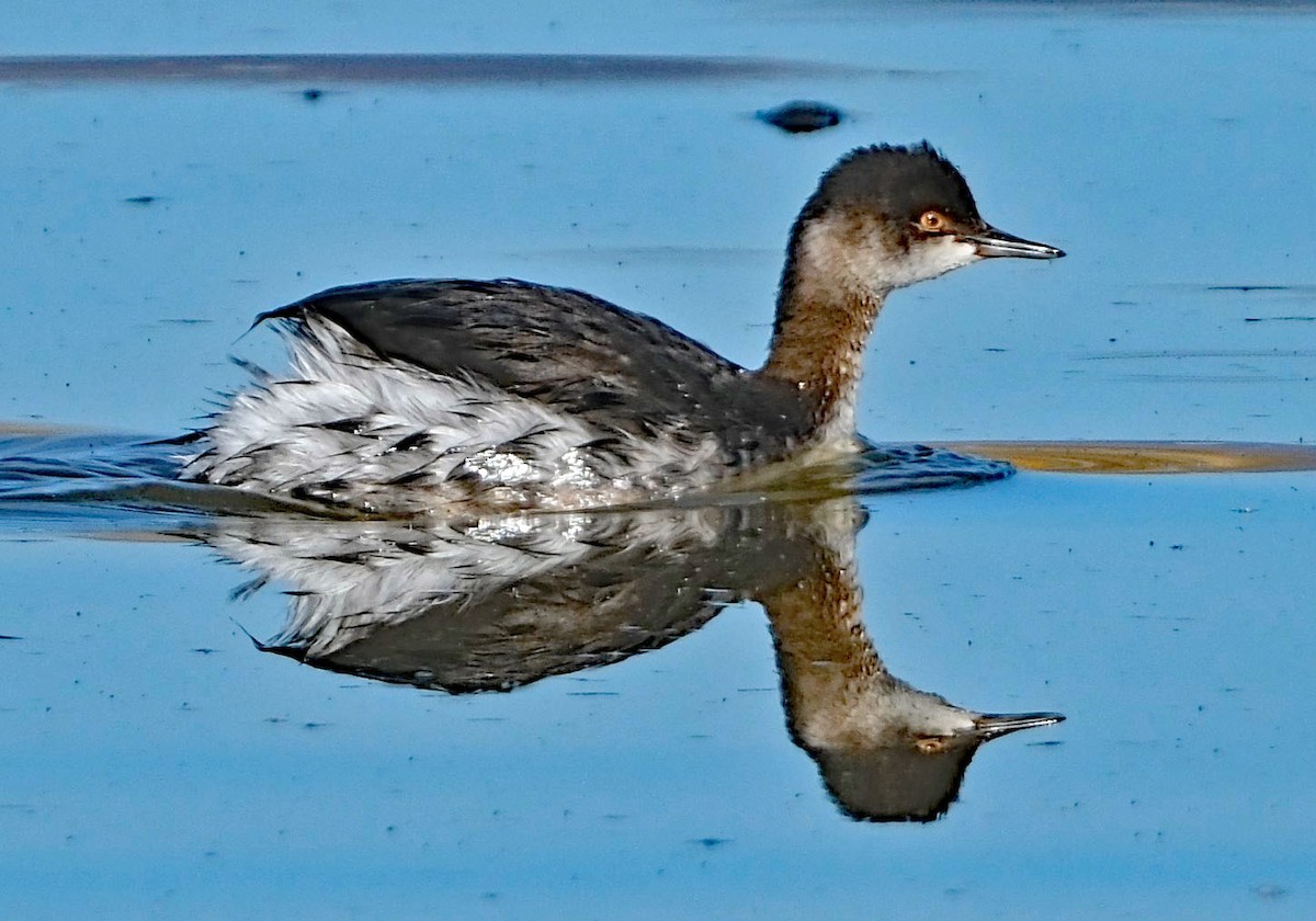 Eared Grebe - ML645106403