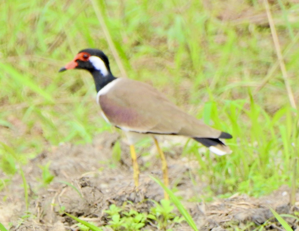 Red-wattled Lapwing - ML645106404