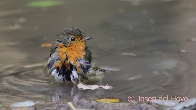 European Robin - ML645106405