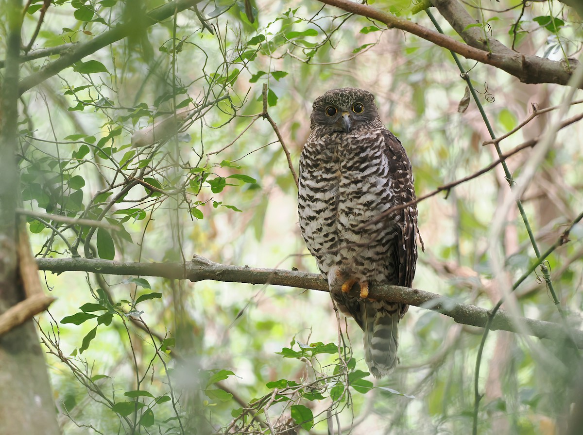 Powerful Owl - ML645106407