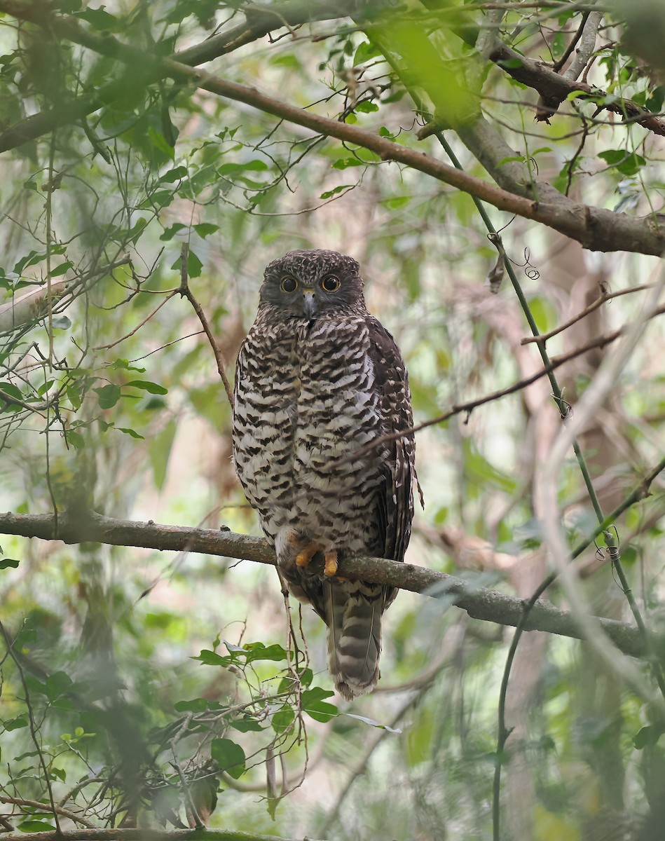 Powerful Owl - ML645106408