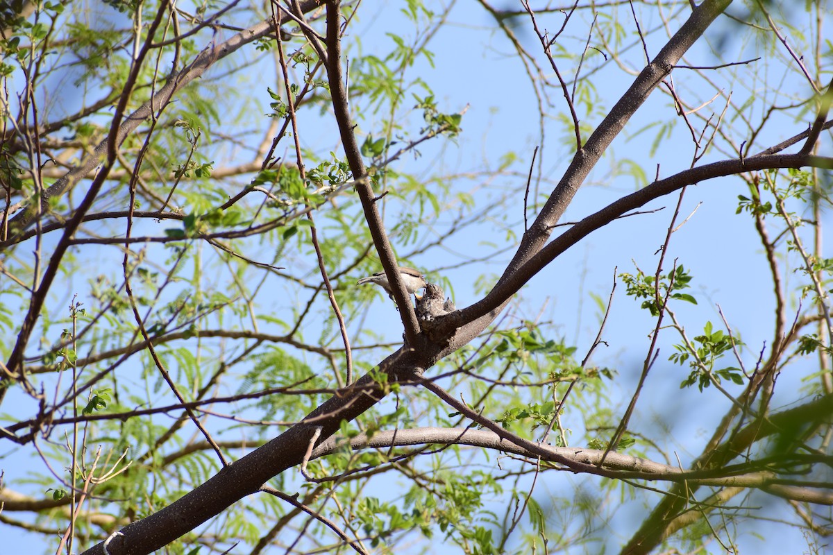 Common Woodshrike - ML645106409