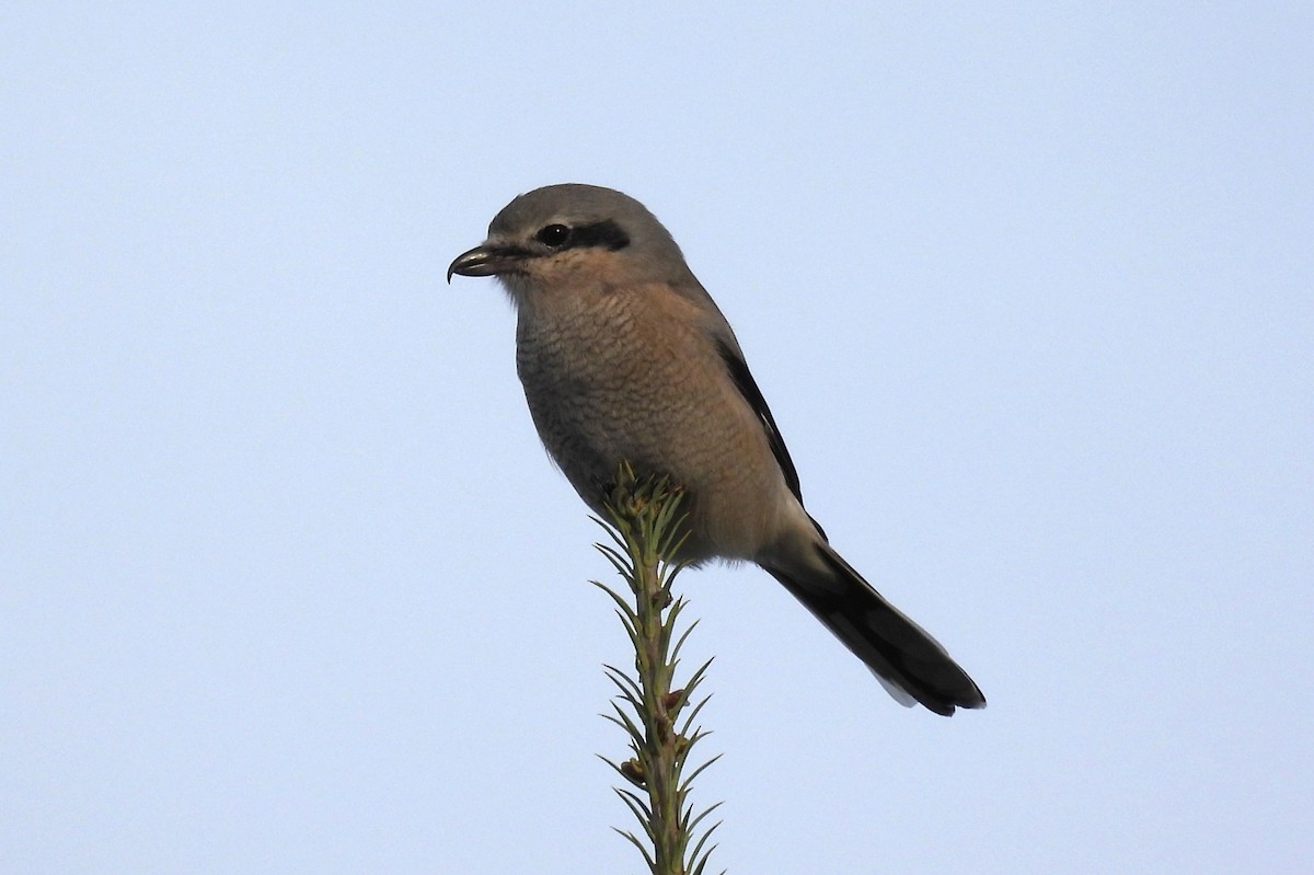 Northern Shrike - ML645106411