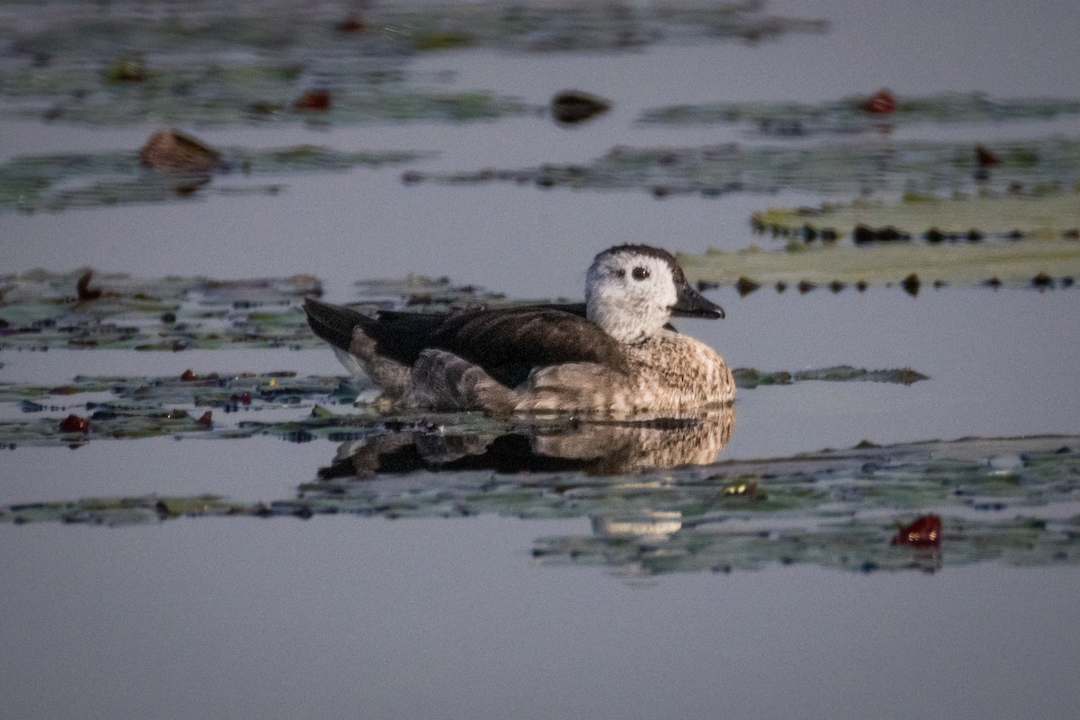 Cotton Pygmy-Goose - ML645106412