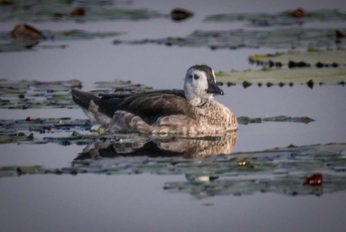 Cotton Pygmy-Goose - ML645106413
