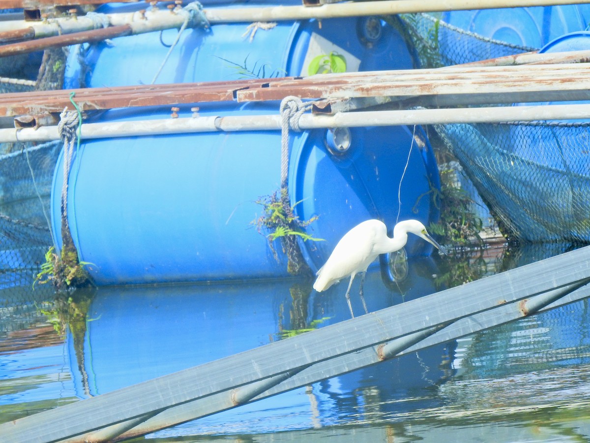 Little Egret - ML645106416