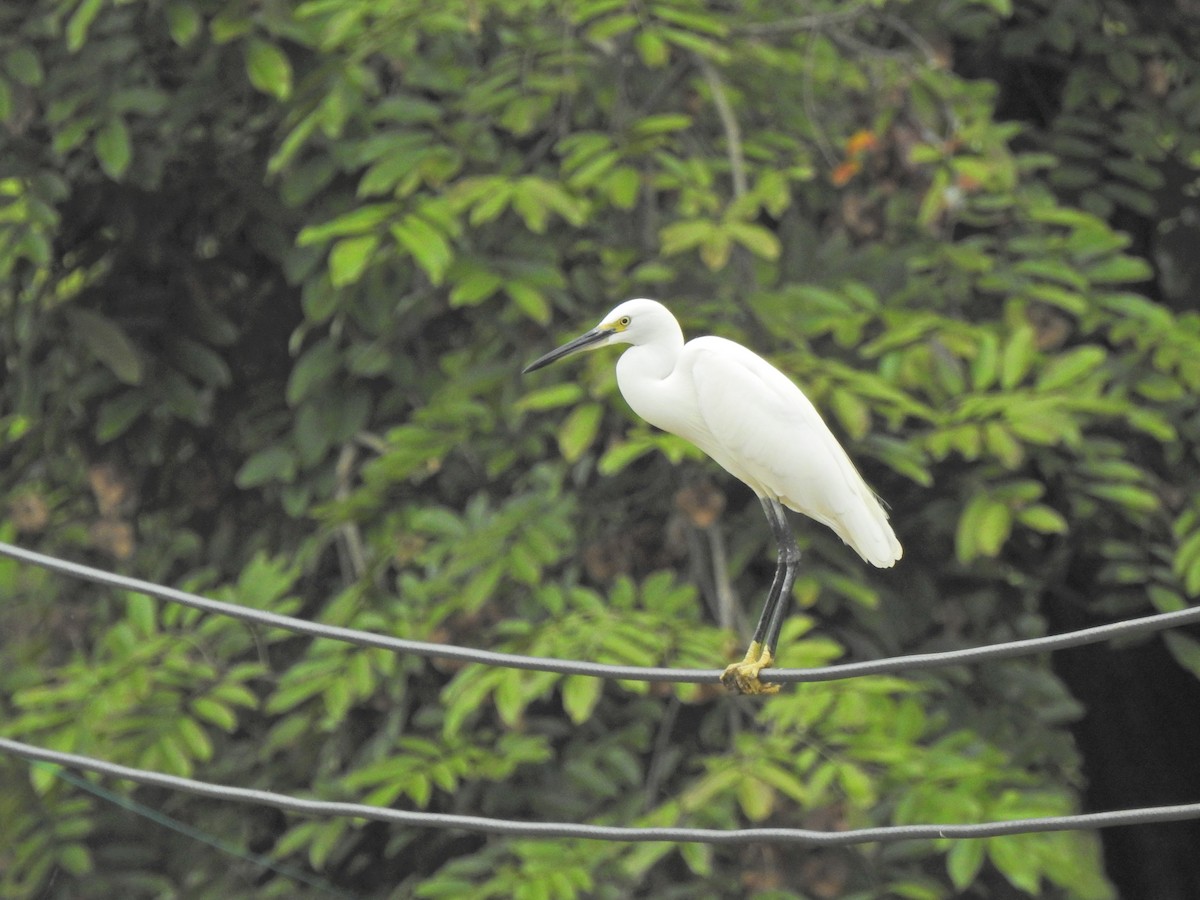 Little Egret - ML645106419