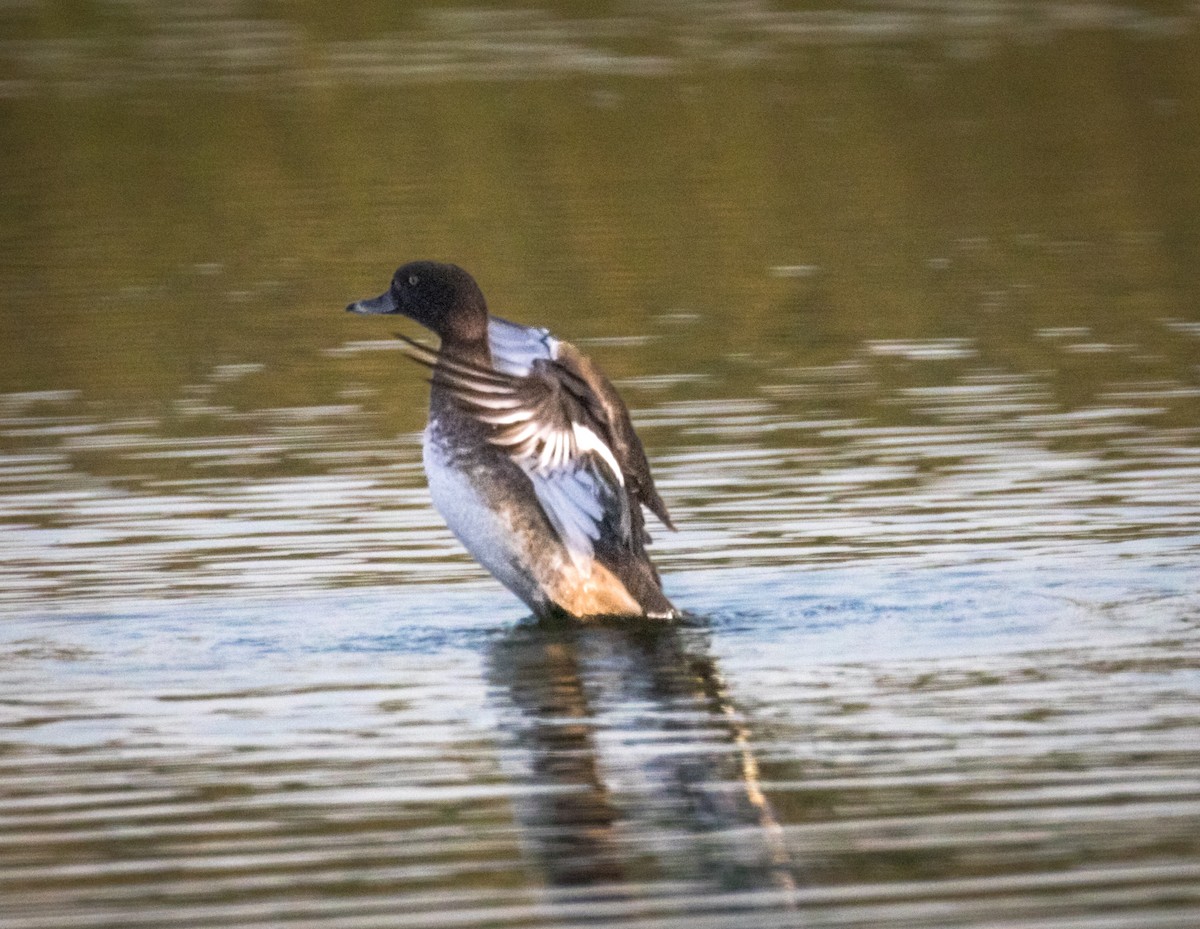 Tufted Duck - ML645106421