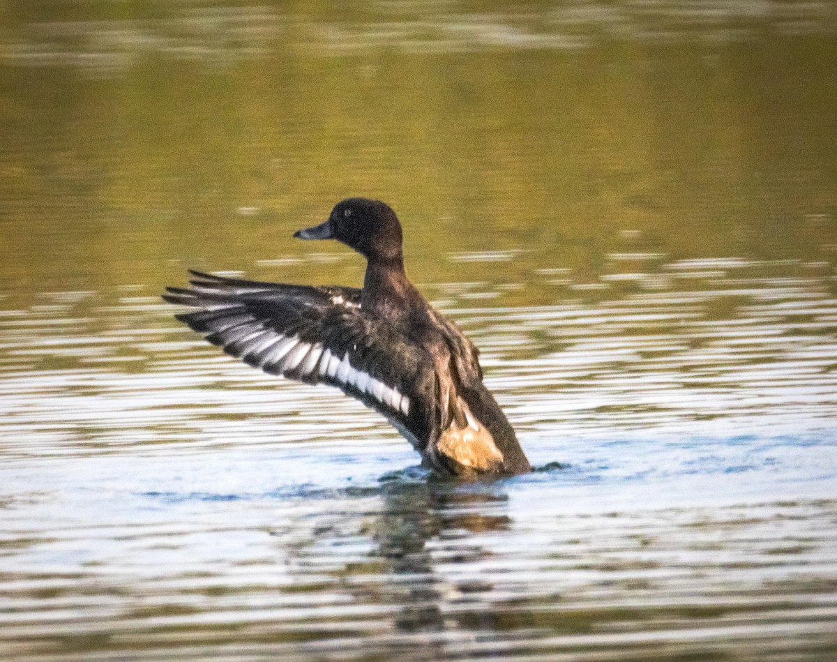 Tufted Duck - ML645106422