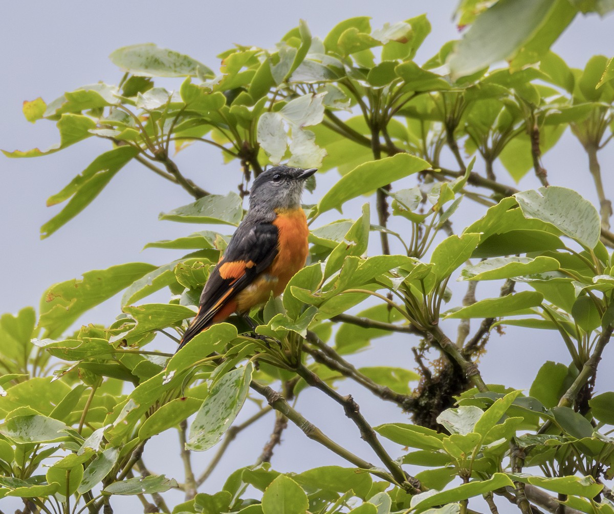 Gray-chinned Minivet - ML645106424