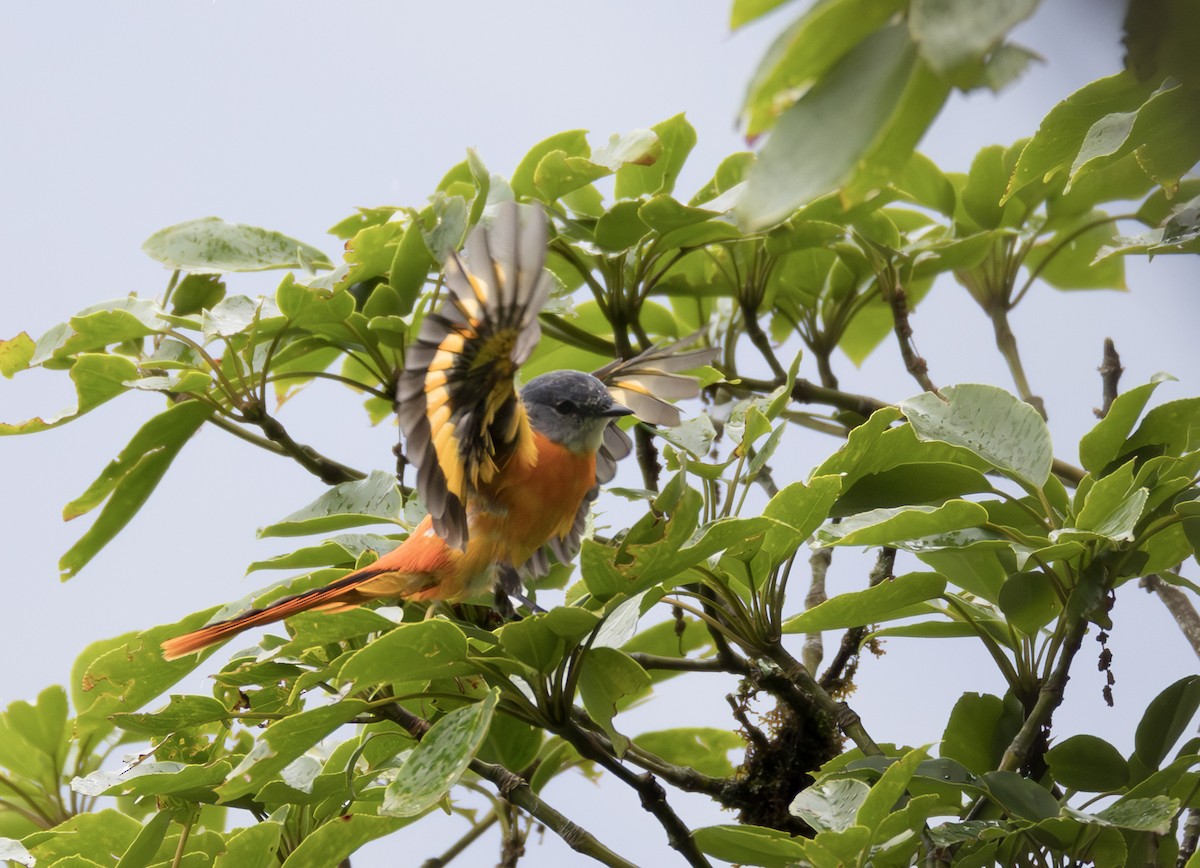 Gray-chinned Minivet - ML645106425